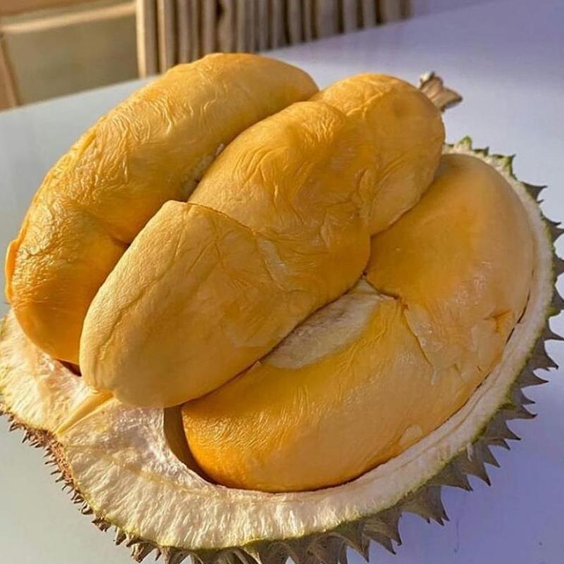 Gambar Produk jual bibit buah durian musangking kaki 3 Kepahiang