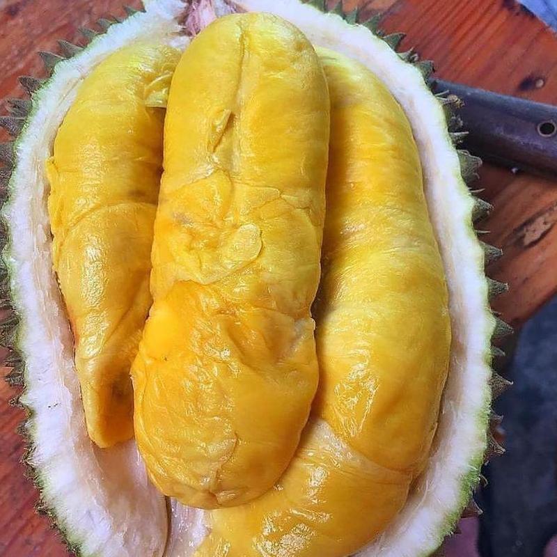 Gambar Produk jual bibit buah durian musangking musang king unggul Batu