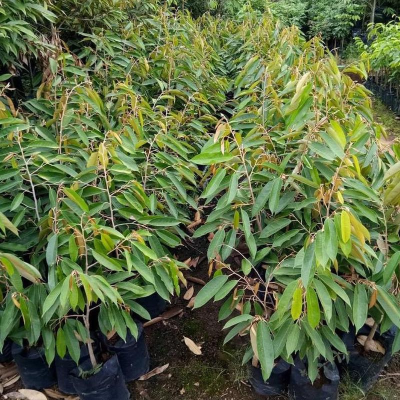 Gambar Produk jual bibit buah durian musangking musang king unggul Cirebon