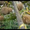 jual bibit buah durian musangking musang king unggul Majalengka