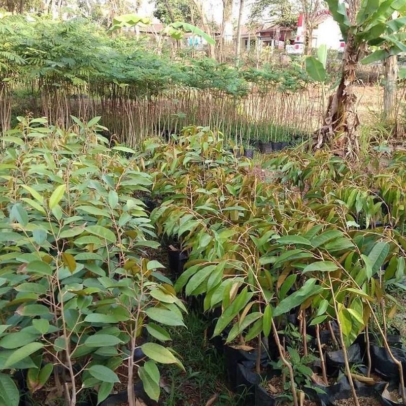 Gambar Produk jual bibit buah durian musangking musang king unggul Metro
