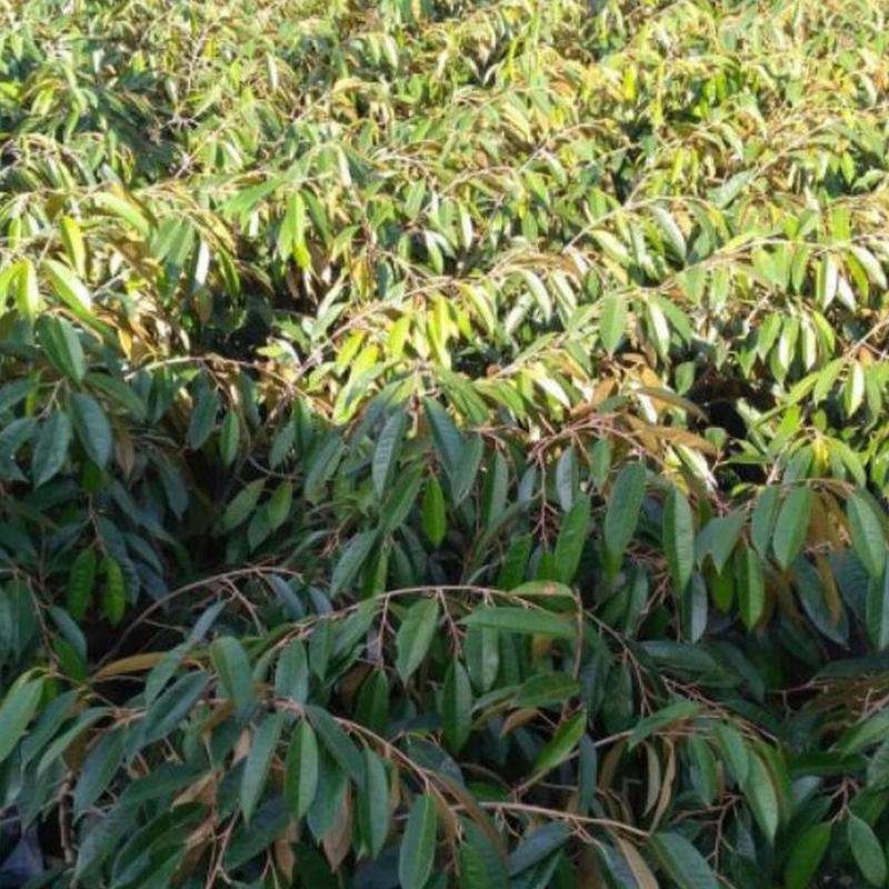 Gambar Produk jual bibit buah durian musangking musang king unggul Sidenreng Rappang