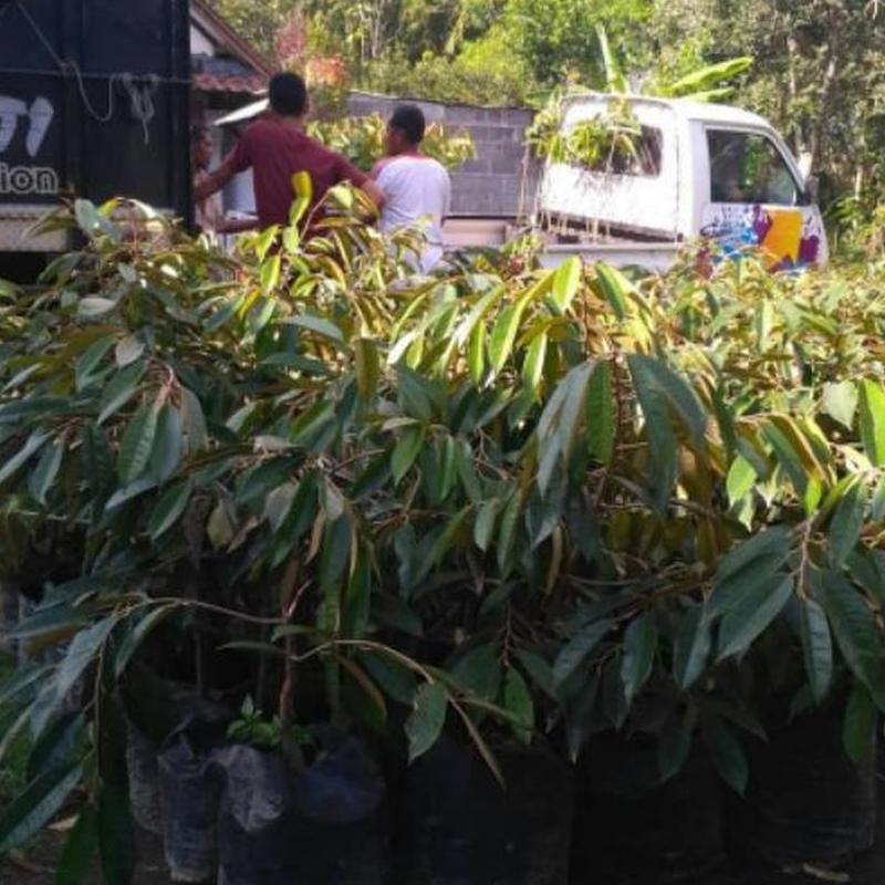 Gambar Produk jual bibit buah durian musangking musang king unggul Tulang Bawang Barat