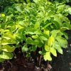 jual bibit buah jenis srikaya jumbo hasil okulasi cepat berbuah Ogan Ilir