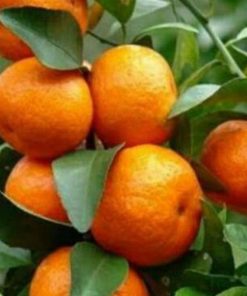 jual bibit buah jeruk santang madu Labuhan Batu