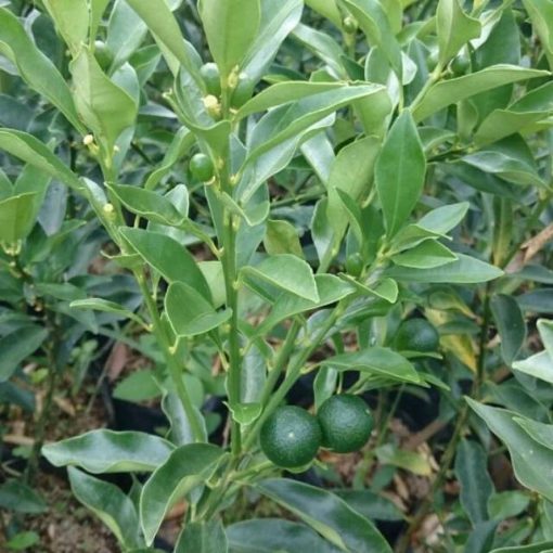 jual bibit buah jeruk tongheng okulasi cepat berbuah Bontang