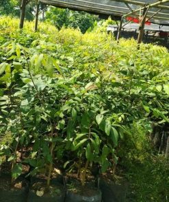 jual bibit buah kelengkeng aroma durian cepat berbuah Aceh Selatan