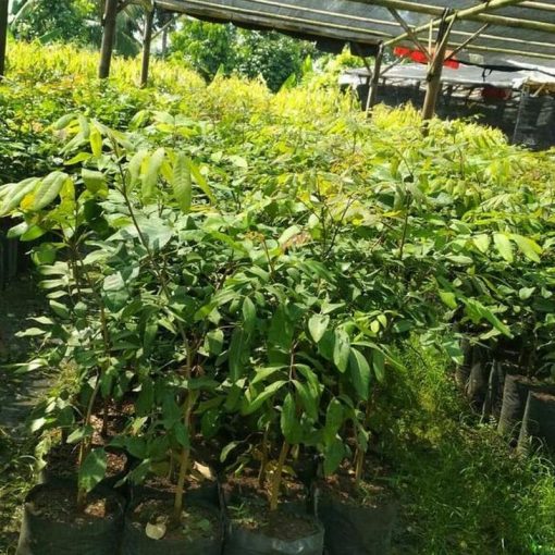 jual bibit buah kelengkeng aroma durian cepat berbuah Aceh Selatan