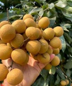 jual bibit buah kelengkeng aroma durian cepat berbuah Kepulauan Sula