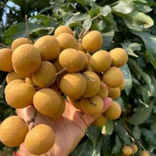 jual bibit buah kelengkeng aroma durian cepat berbuah Kepulauan Sula