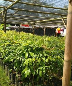 jual bibit buah kelengkeng aroma durian cepat berbuah Serang