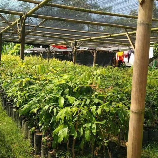 jual bibit buah kelengkeng aroma durian cepat berbuah Serang