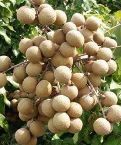 jual bibit buah kelengkeng aroma durian cepat berbuah Tanah Datar