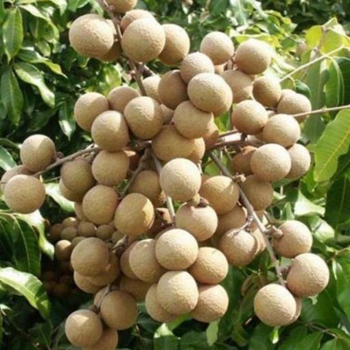 jual bibit buah kelengkeng aroma durian cepat berbuah Tanah Datar