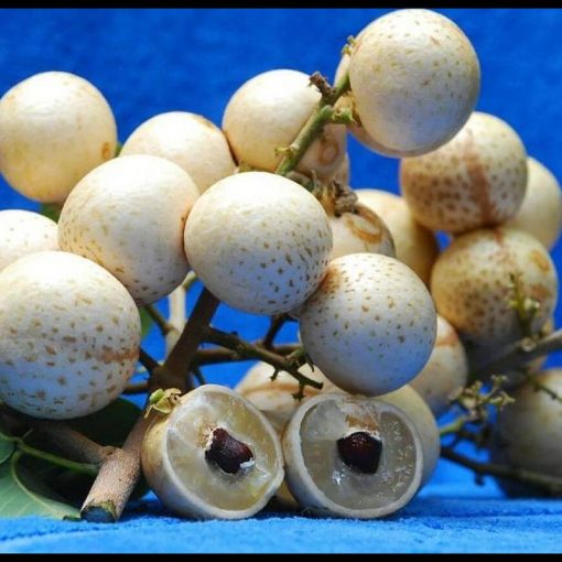 jual bibit buah kelengkeng aroma durian Labuhanbatu Utara
