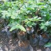 jual bibit buah kelengkeng aroma durian okulasi cepat berbuah seperti cangkok Bangka Tengah