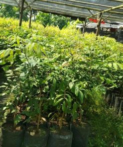 jual bibit buah kelengkeng aroma durian Pacitan