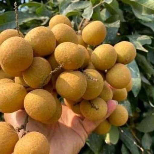 jual bibit buah kelengkeng aroma durian Pulau Taliabu