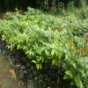 jual bibit buah kelengkeng diamond besar Lebak