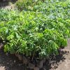 jual bibit buah kelengkeng diamond river new okulasi cepat berbuah Mimika
