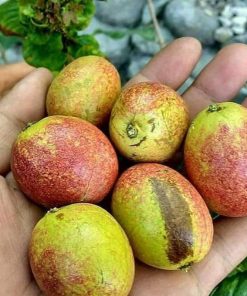 jual bibit buah kelengkeng irian Manokwari Selatan