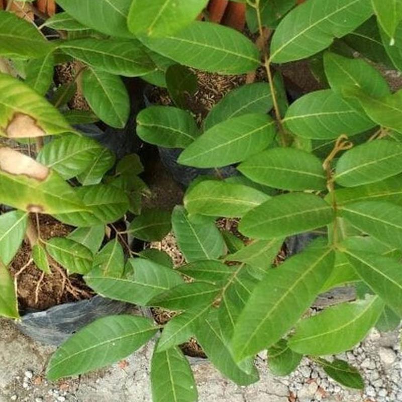 Gambar Produk jual bibit buah kelengkeng klengkeng diamond Kolaka Utara