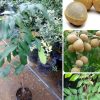jual bibit buah kelengkeng klengkeng diamond Sumba Timur