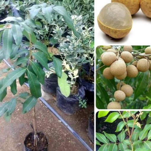 jual bibit buah kelengkeng klengkeng diamond Sumba Timur