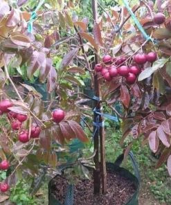 jual bibit buah kelengkeng merah okulasi murah super unggul genjah berbuah dan berbunga Ambon