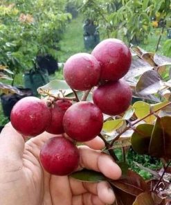 jual bibit buah kelengkeng merah okulasi murah super unggul genjah berbuah dan berbunga Mataram