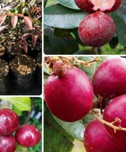 jual bibit buah kelengkeng merah ruby longan bisa Bengkulu Utara