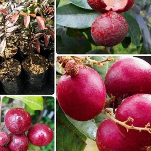 jual bibit buah kelengkeng merah ruby longan bisa Bengkulu Utara