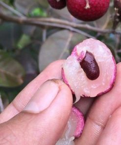 jual bibit buah kelengkeng merah ruby longan bisa Klaten