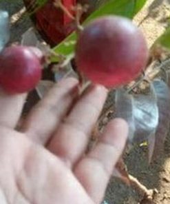 jual bibit buah kelengkeng merah sudah berbunga siap tanam super unggul Bandung Barat