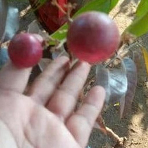 jual bibit buah kelengkeng merah sudah berbunga siap tanam super unggul Bandung Barat