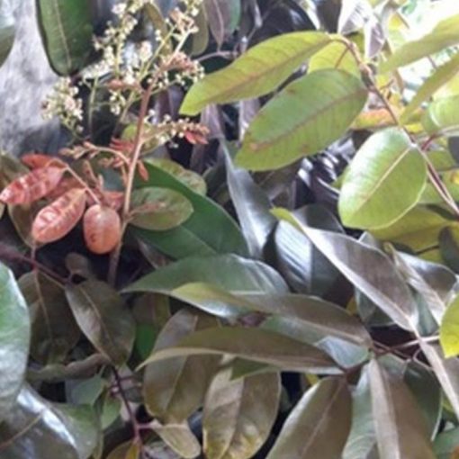 jual bibit buah kelengkeng merah sudah berbunga siap tanam super unggul Lampung Barat