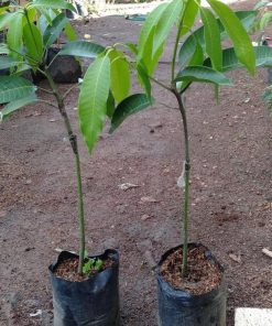 jual bibit buah mangga alpukat okulasi cepat berbuah Lampung Utara