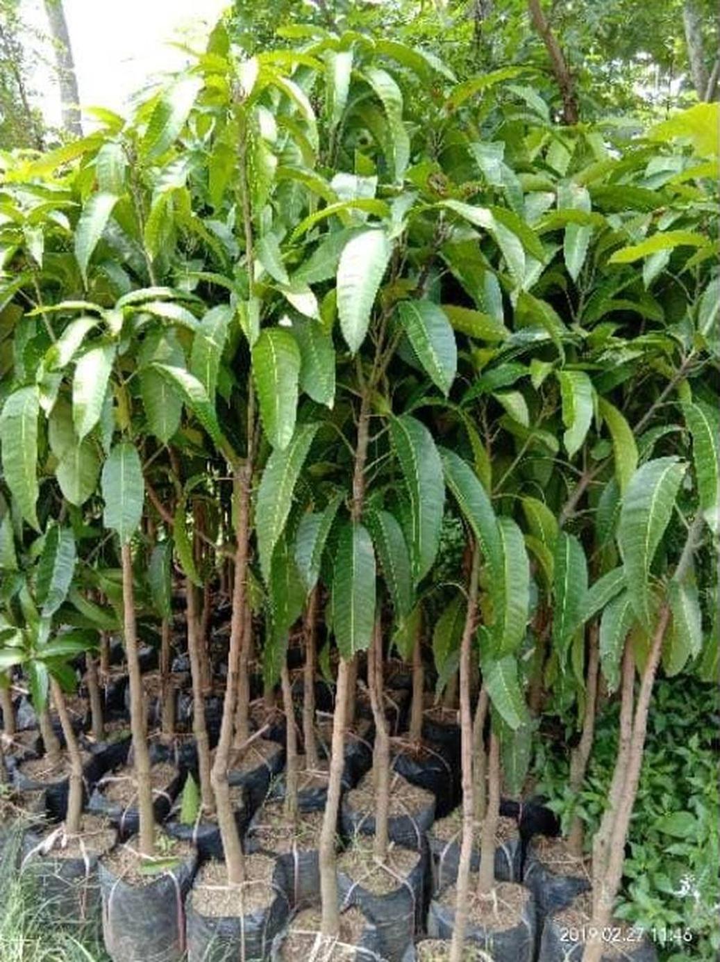 Gambar Produk jual bibit buah mangga alpukat okulasi cepat berbuah Tebing Tinggi