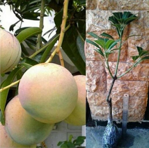 jual bibit buah mangga apel super cepat berbuah Lombok Tengah