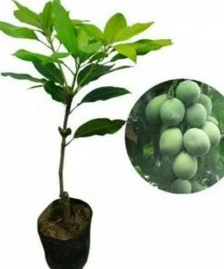 jual bibit buah mangga harum manis Jakarta Timur