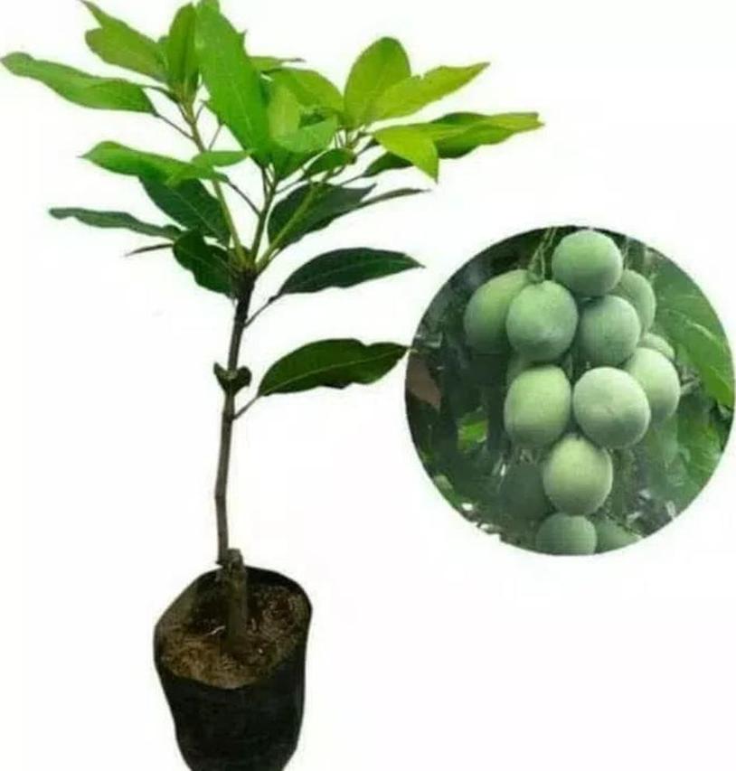 Gambar Produk jual bibit buah mangga harum manis Jakarta Timur