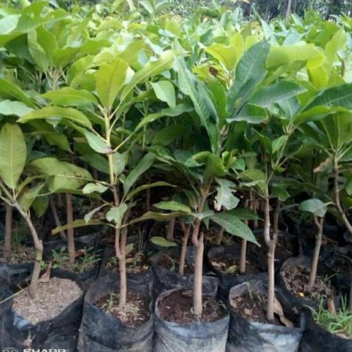 jual bibit buah mangga harum manis Tanjung Balai