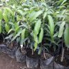jual bibit buah mangga irwin okulasi cepat berbuah Timor Tengah Utara