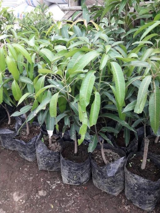 jual bibit buah mangga irwin okulasi cepat berbuah Timor Tengah Utara