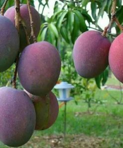 jual bibit buah mangga irwin termurah Manggarai Barat