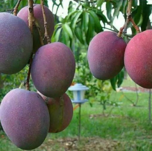 jual bibit buah mangga irwin termurah Manggarai Barat