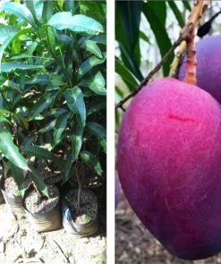 jual bibit buah mangga irwin termurah Minahasa Selatan