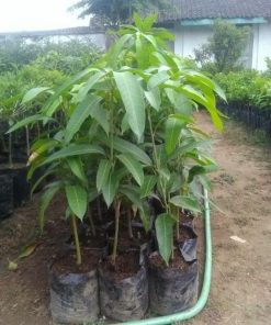 jual bibit buah mangga mahatir jumbo bisa berbuah di Lampung Tengah