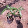 jual bibit buah mangga mahatir okulasi cepat berbuah Buton Selatan