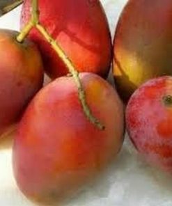 jual bibit buah mangga yu wen taiwan merah Mamuju